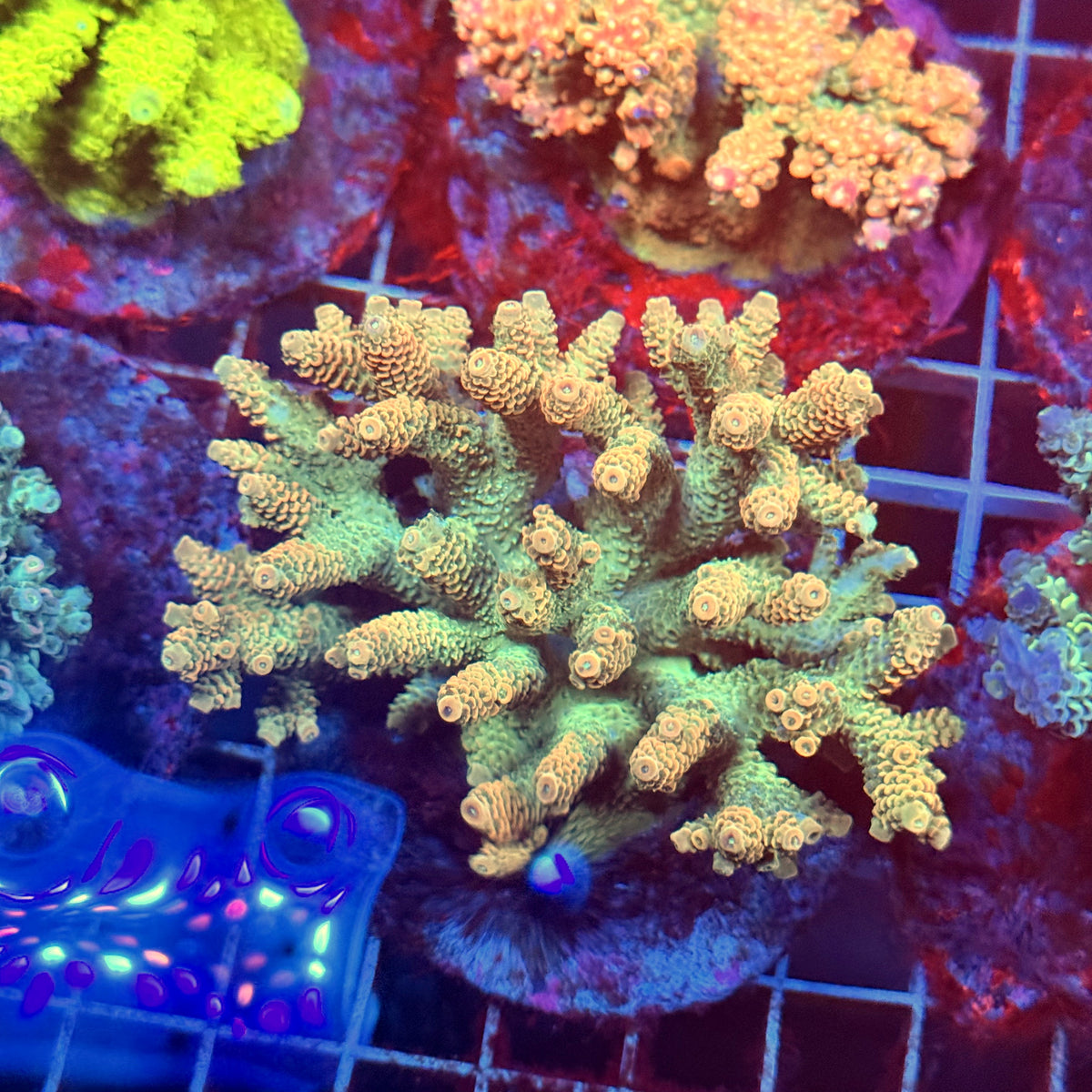 Acro Colony E7