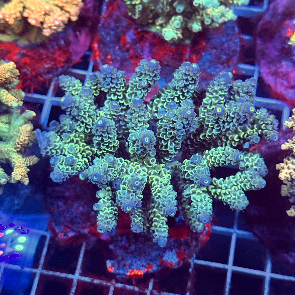 Acro Colony E8