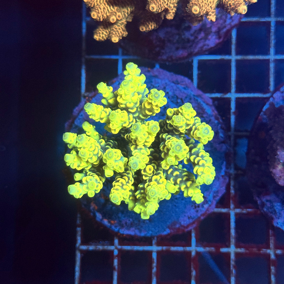 Acro Colony F1