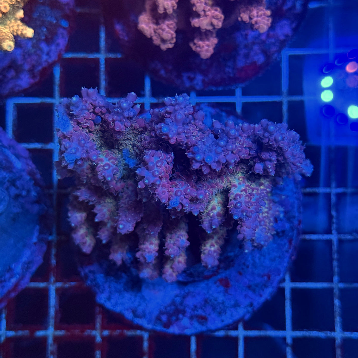 Acro Colony F2