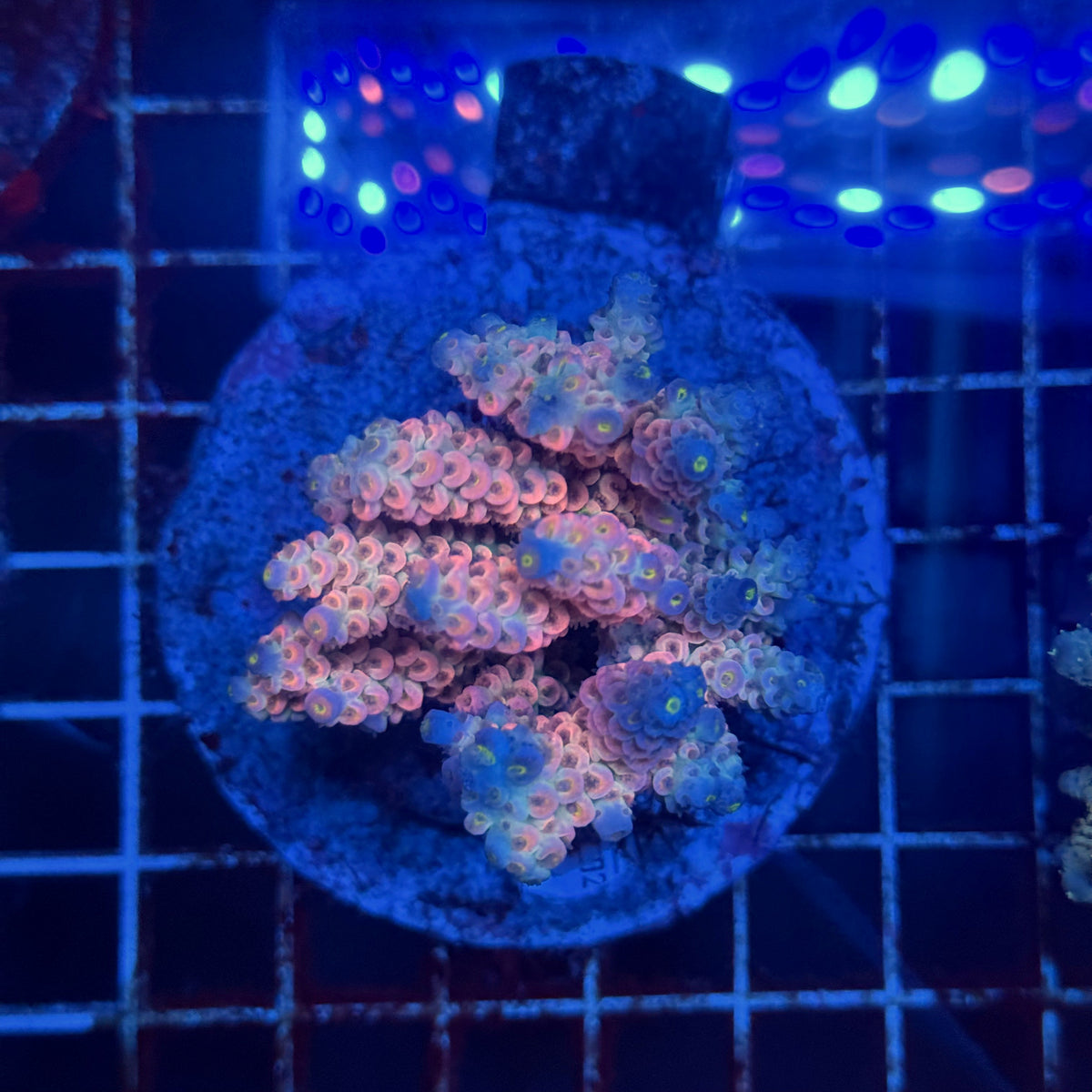 Acro Colony F4