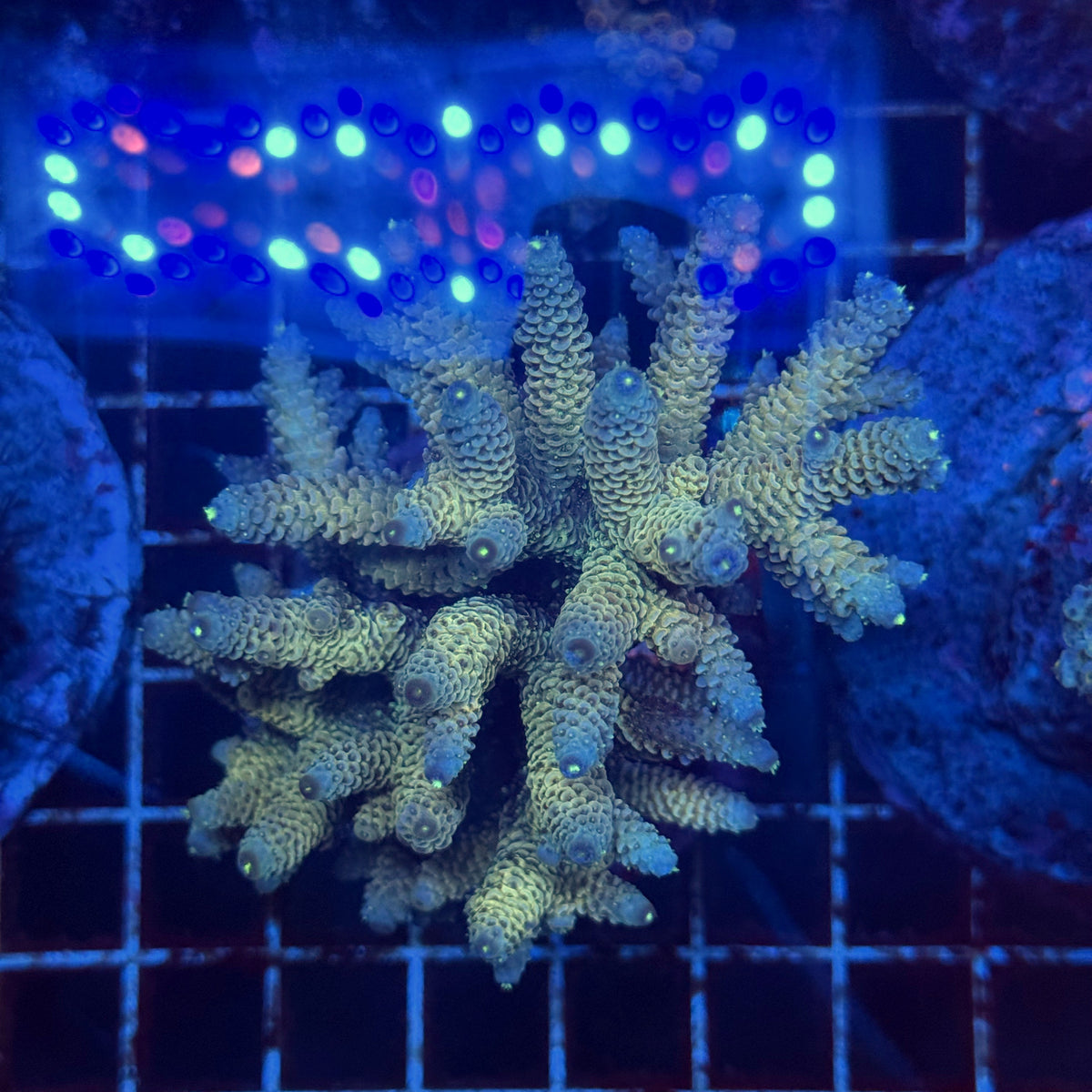Acro Colony F5