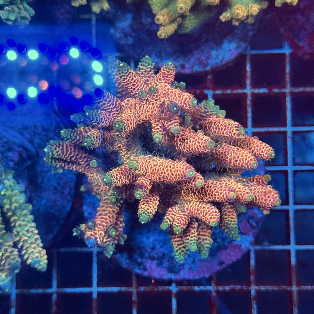 Acro Colony F7