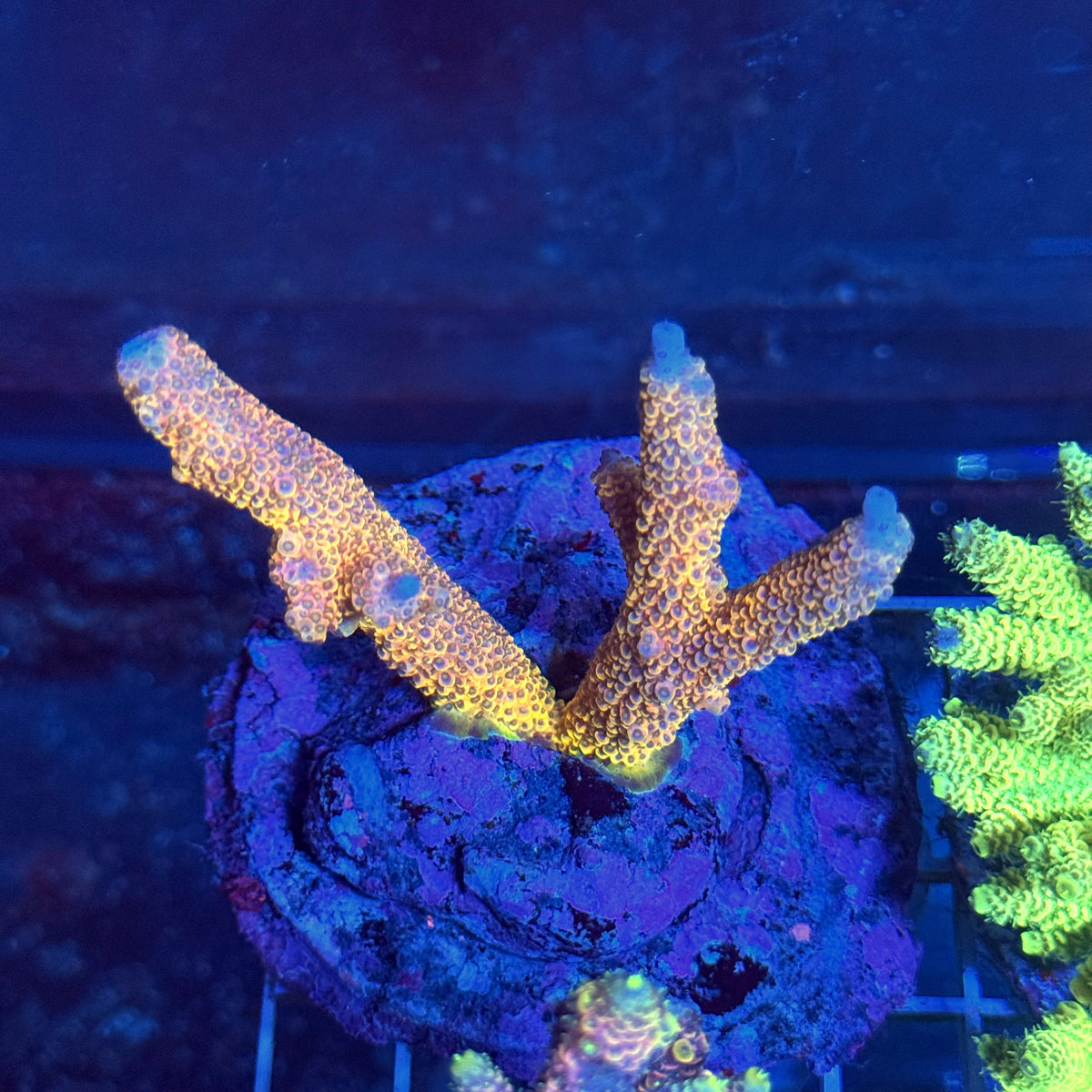 Acro Colony T3A1
