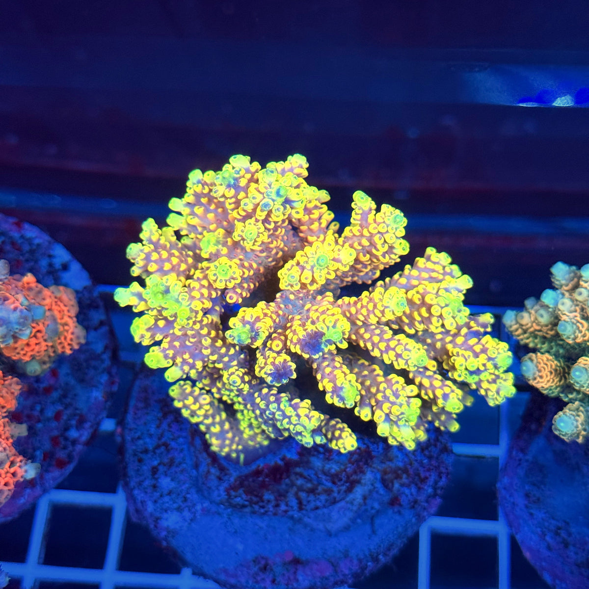 Acro Colony T3A10