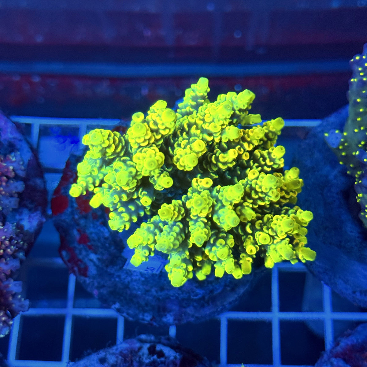 Acro Colony T3A14