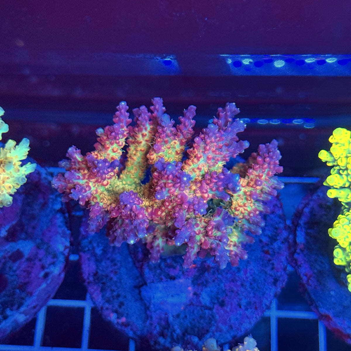 Acro Colony T3A4