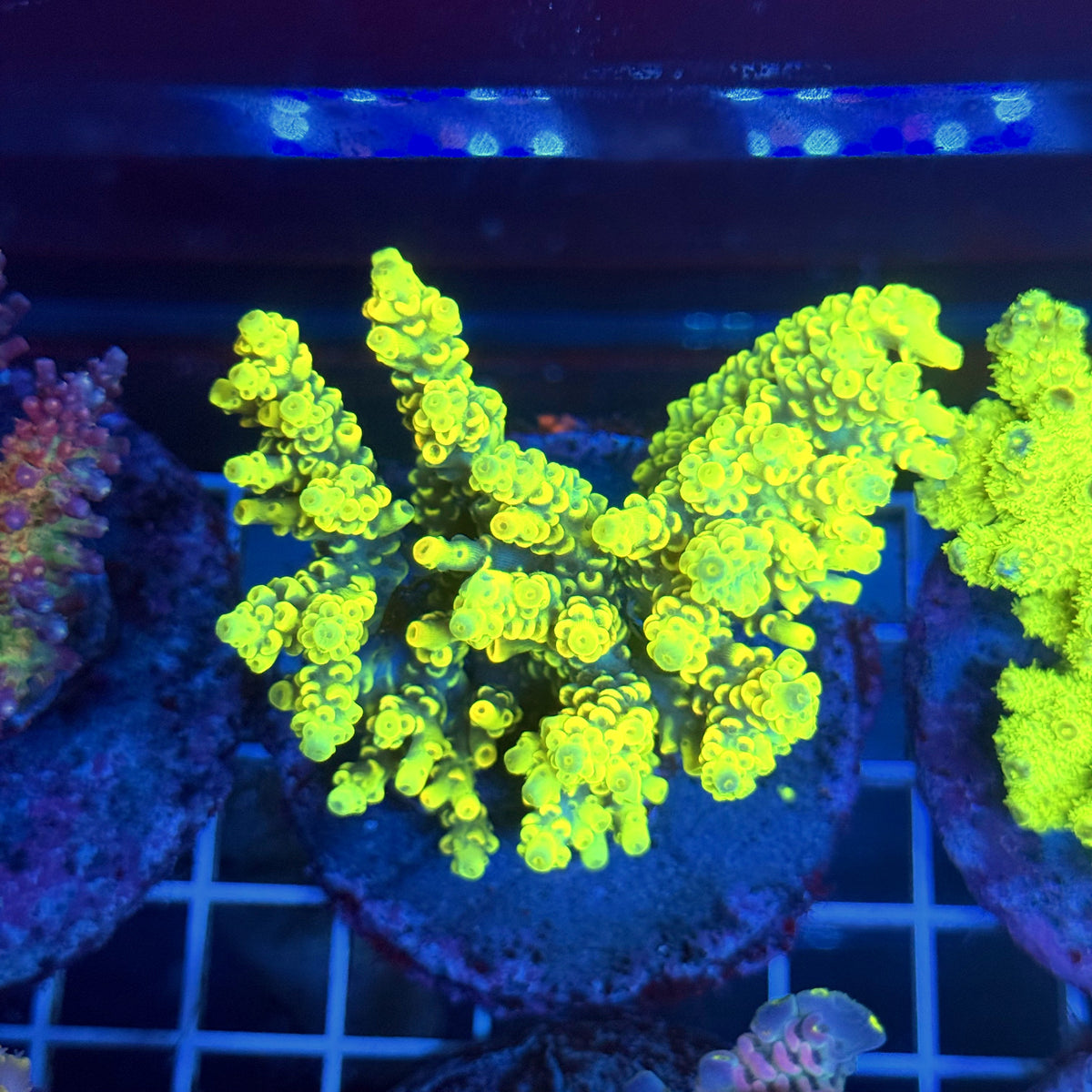 Acro Colony T3A5