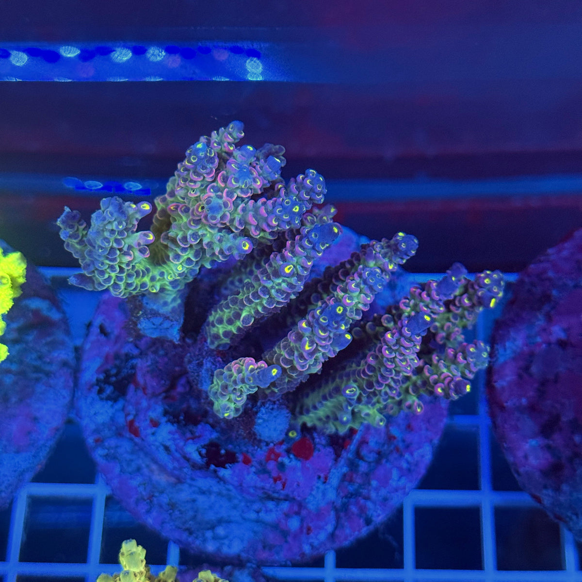 Acro Colony T3A7