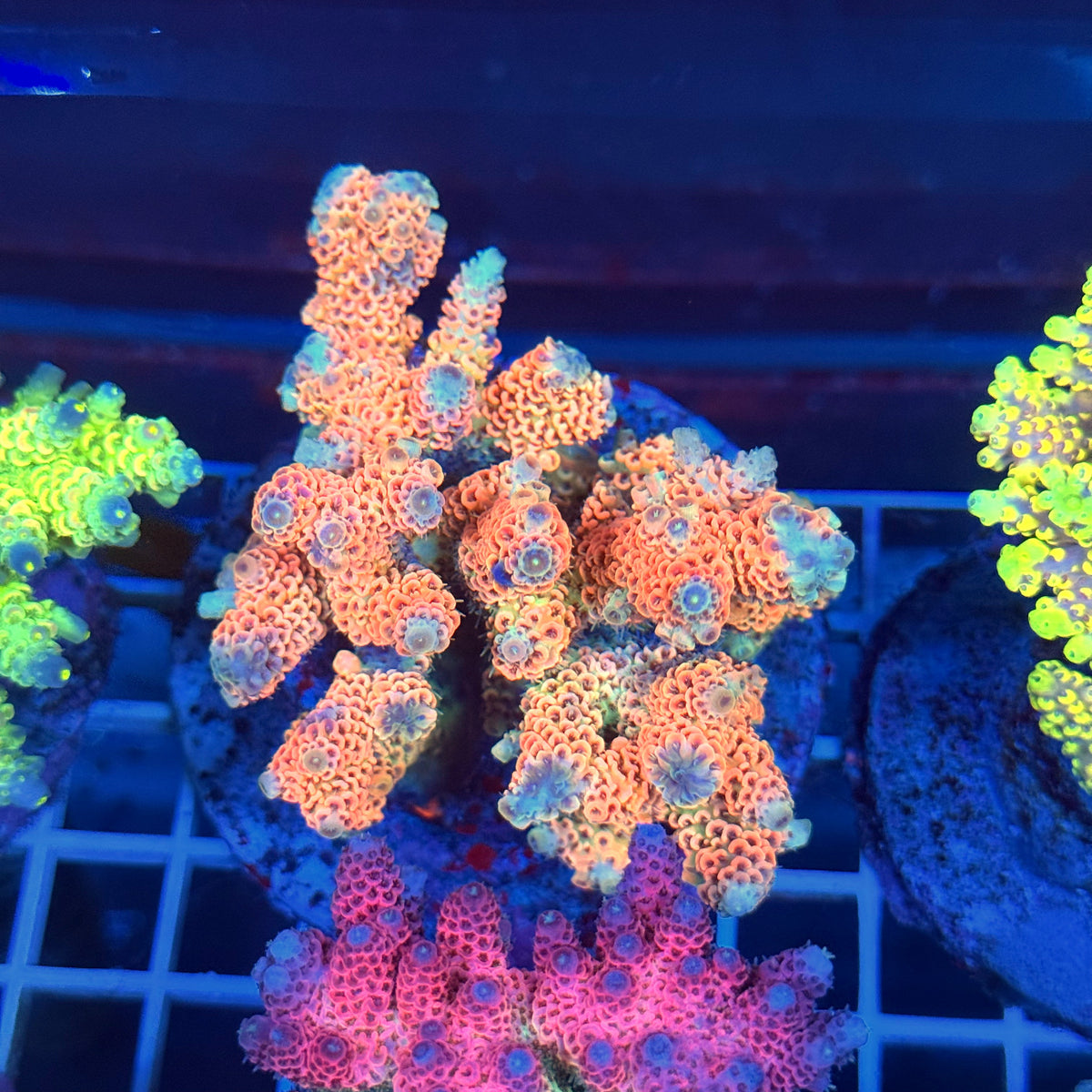 Acro Colony T3A9