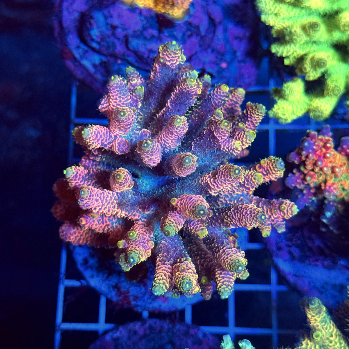 Acro Colony T3B1