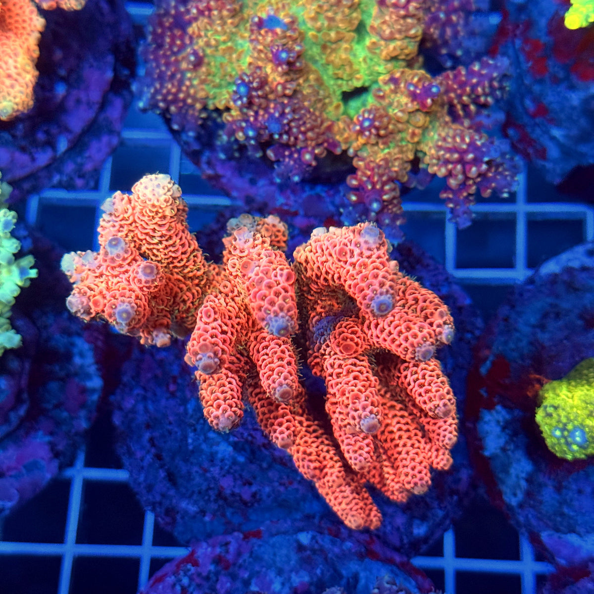 Acro Colony T3B13