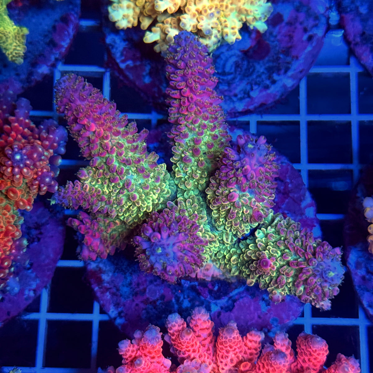 Acro Colony T3B3
