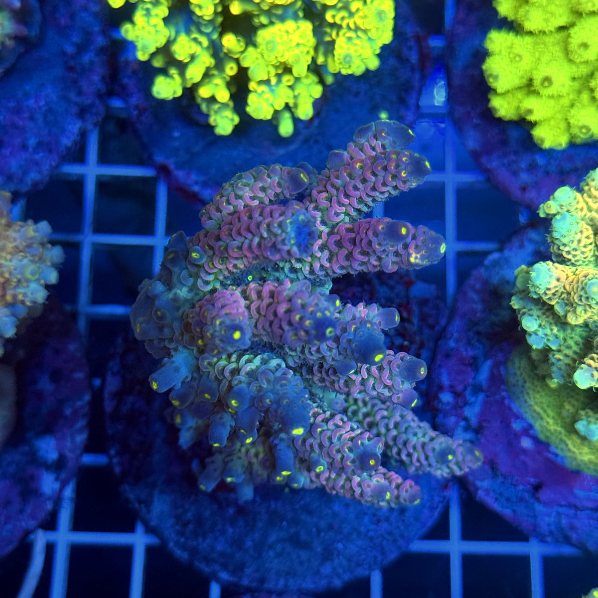Acro Colony T3B5