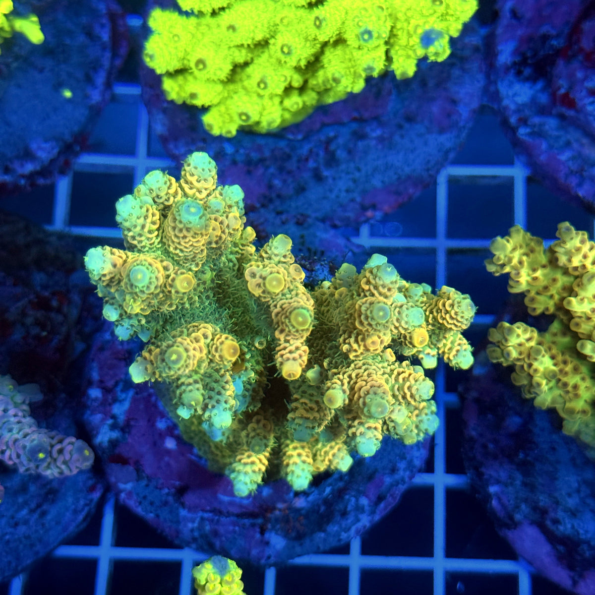 Acro Colony T3B6