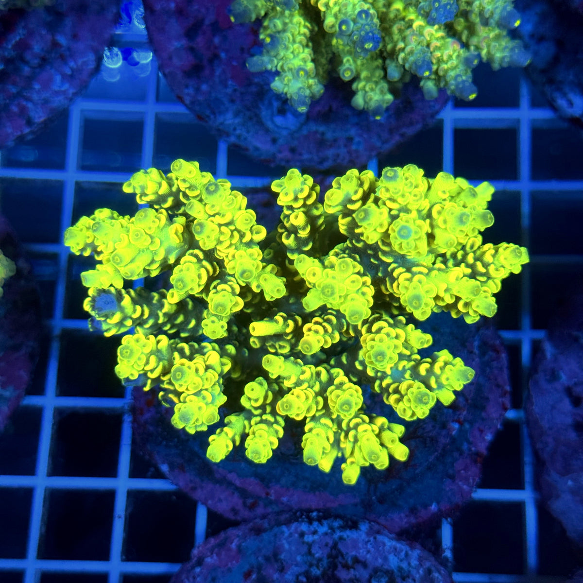Acro Colony T3B8
