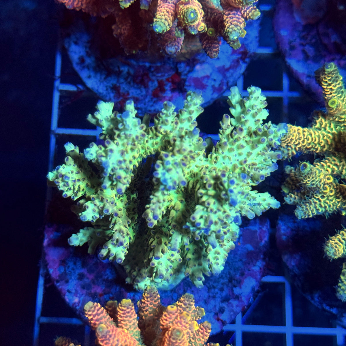 Acro Colony T3C1