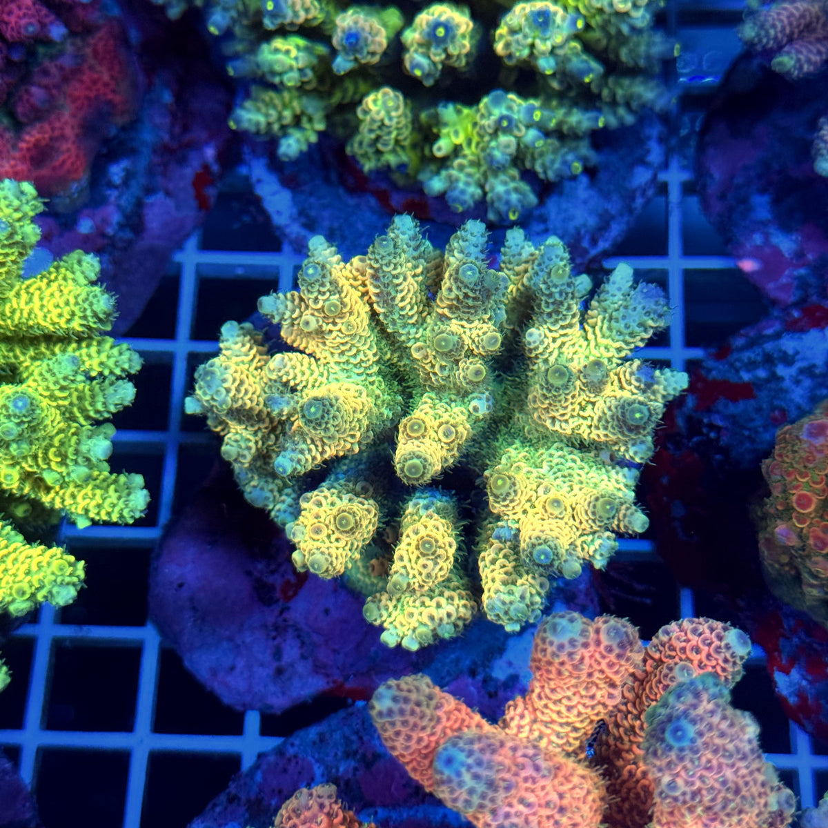 Acro Colony T3C10