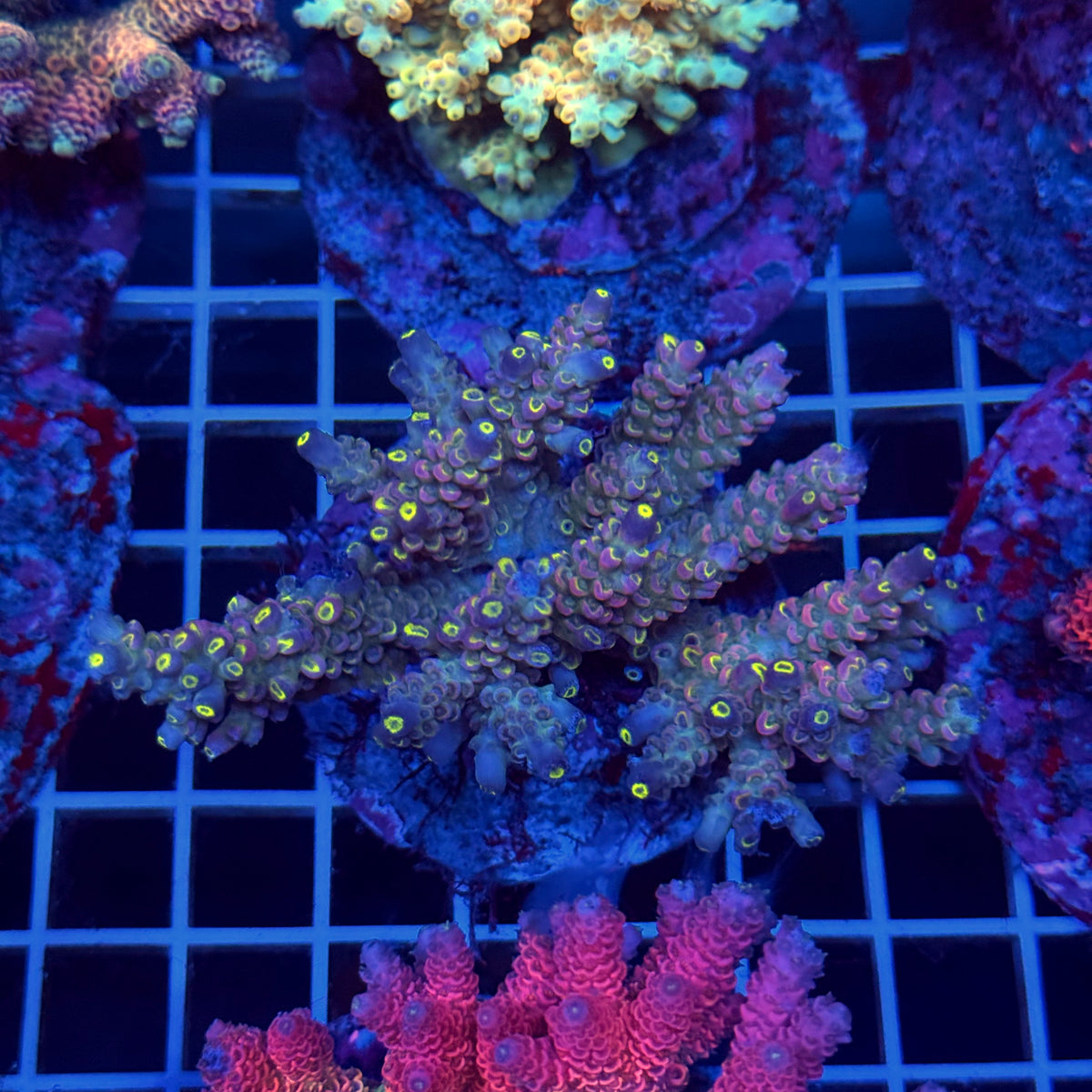 Acro Colony T3C12