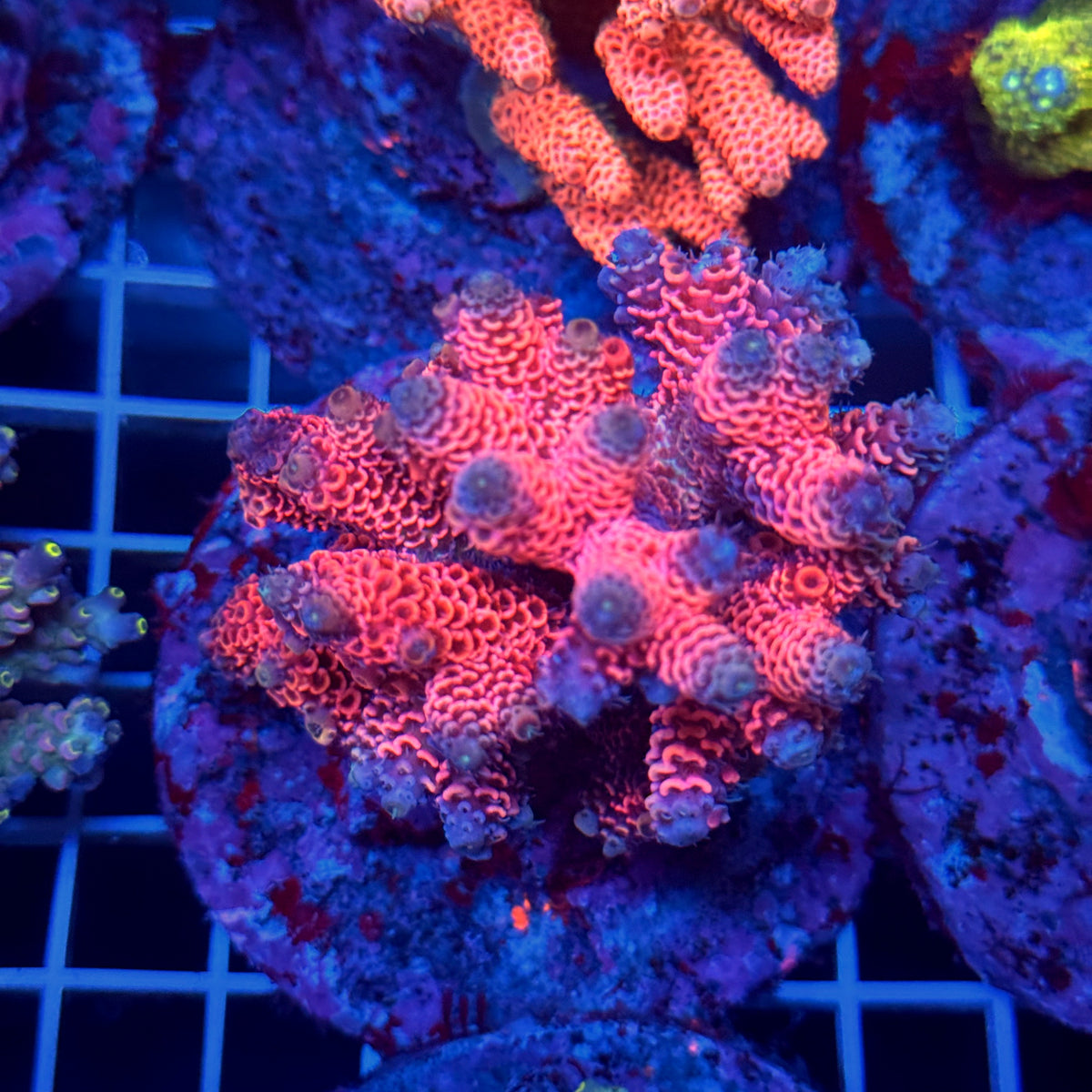 Acro Colony T3C13