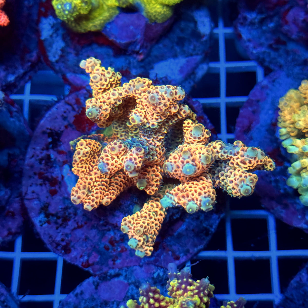 Acro Colony T3C14