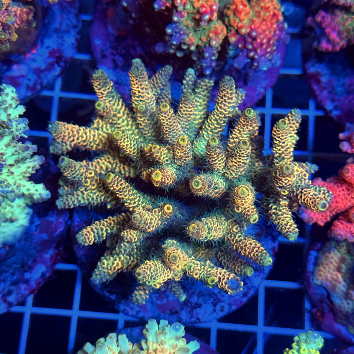 Acro Colony T3C2