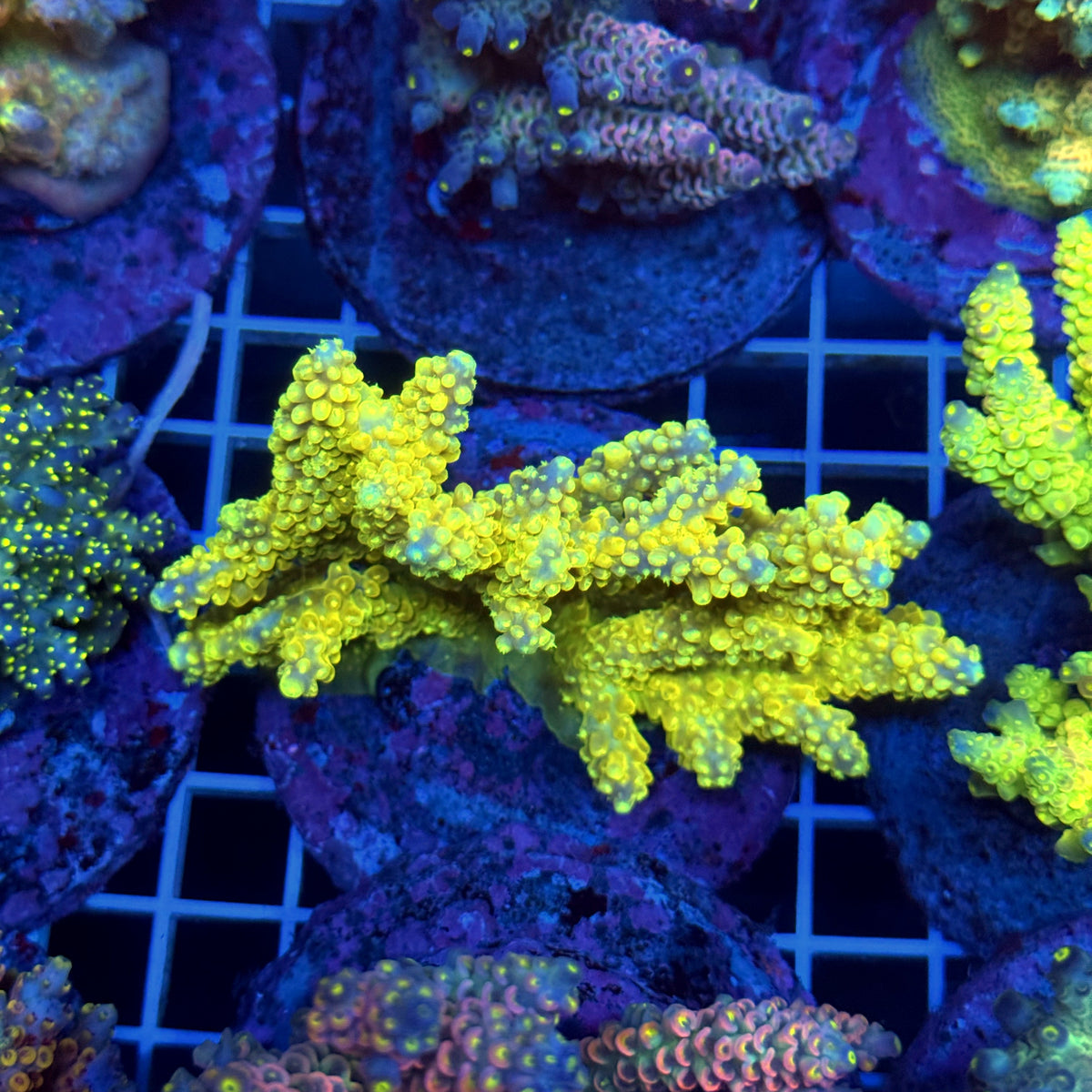 Acro Colony T3C5