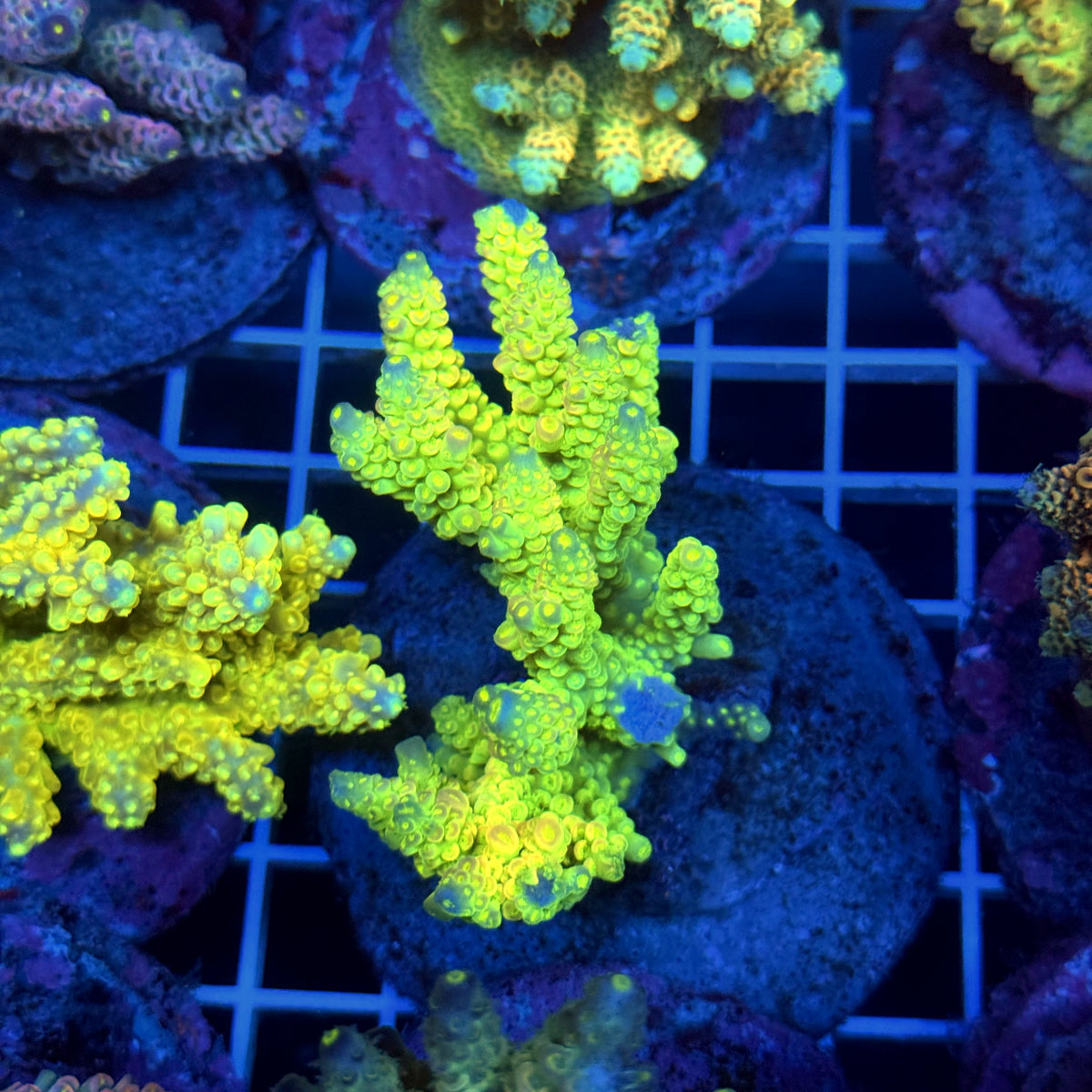 Acro Colony T3C6