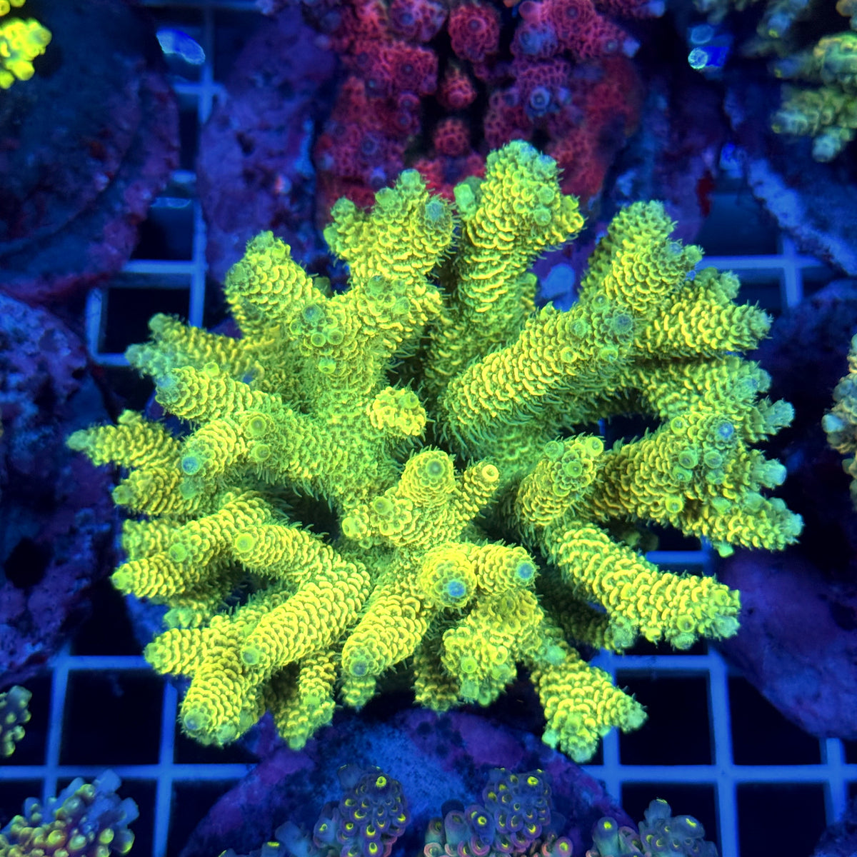 Acro Colony T3C9