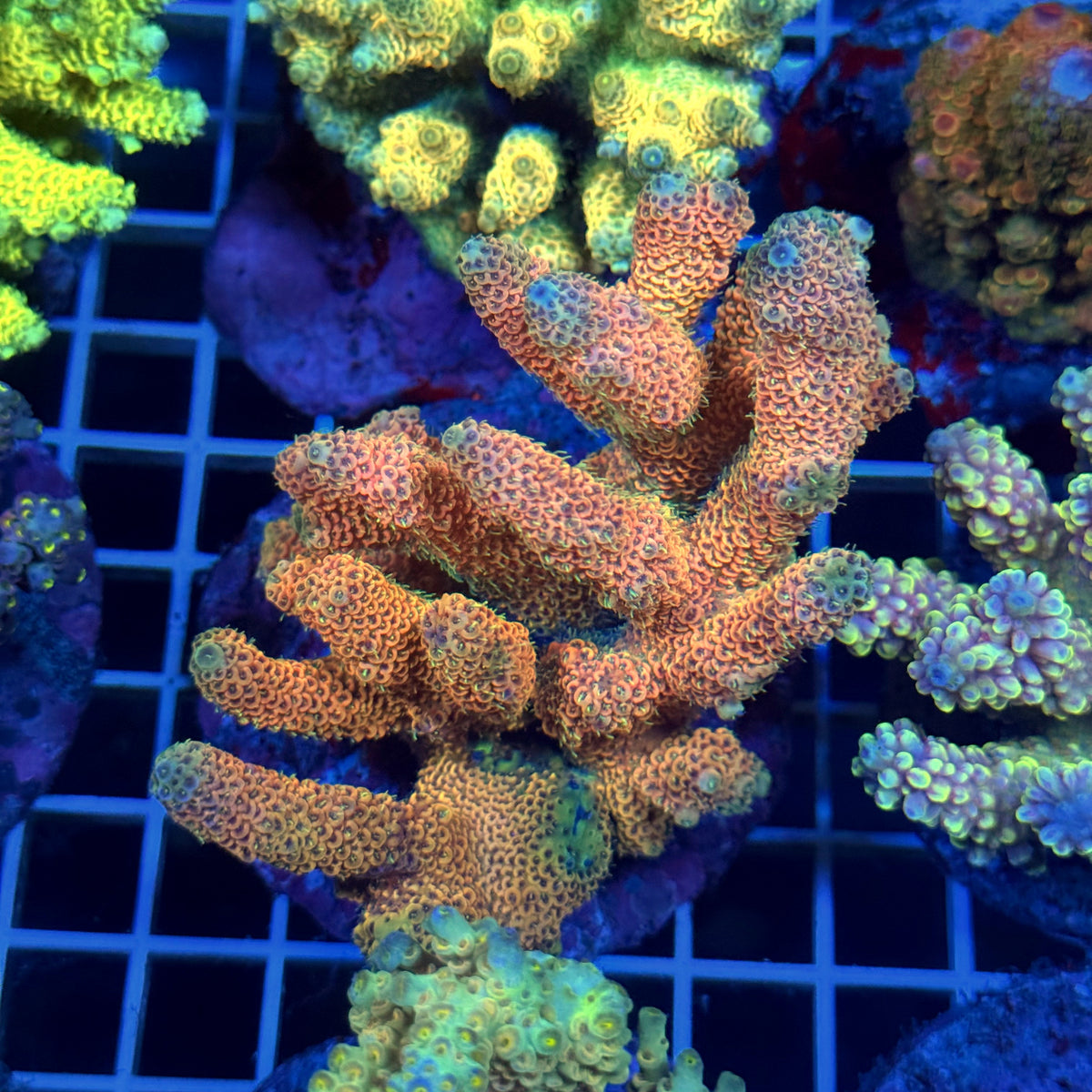 Acro Colony T3D10