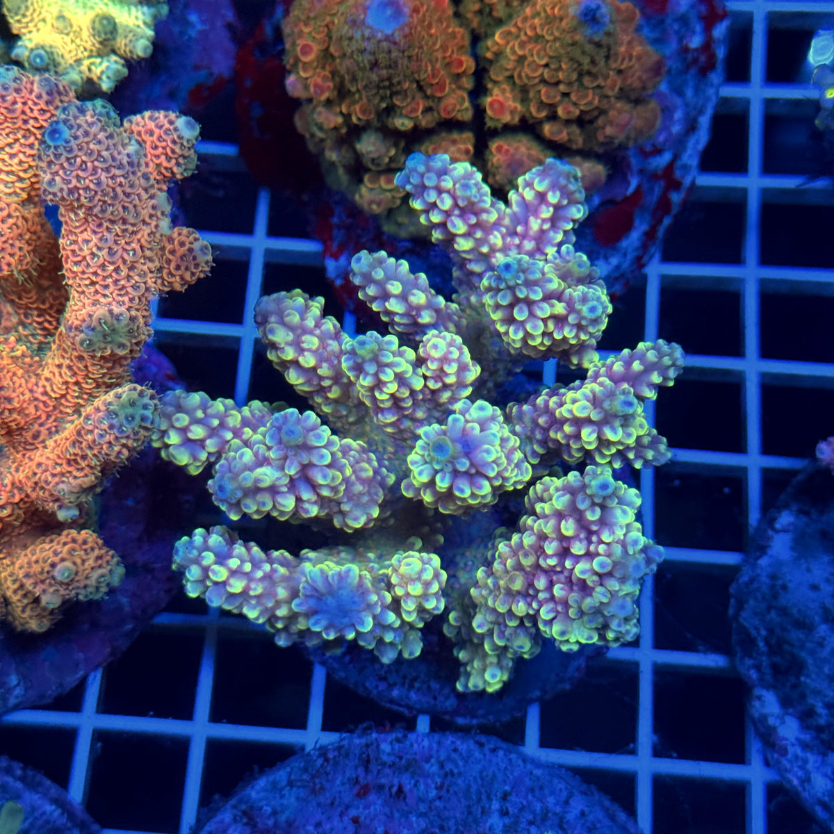 Acro Colony T3D11