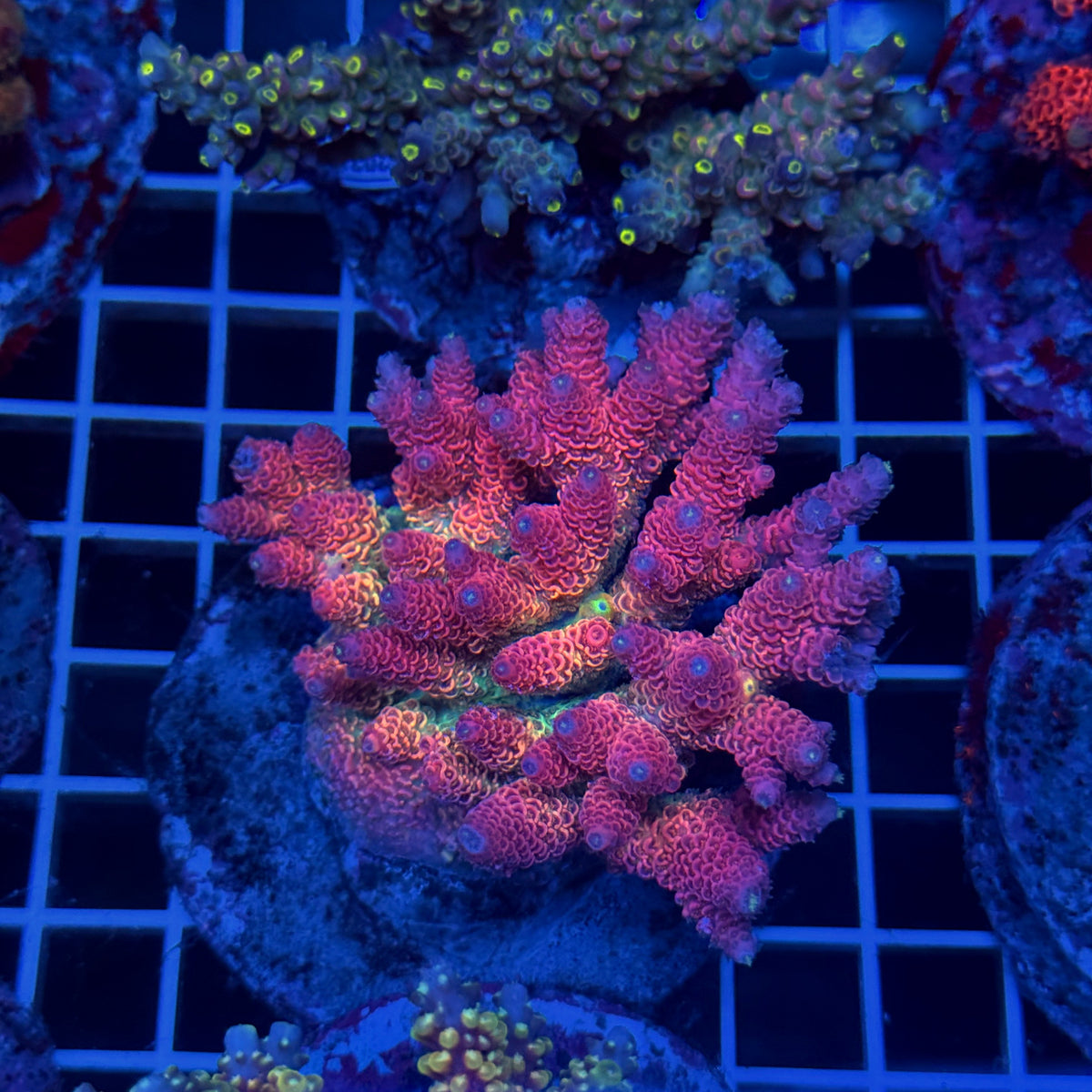 Acro Colony T3D12