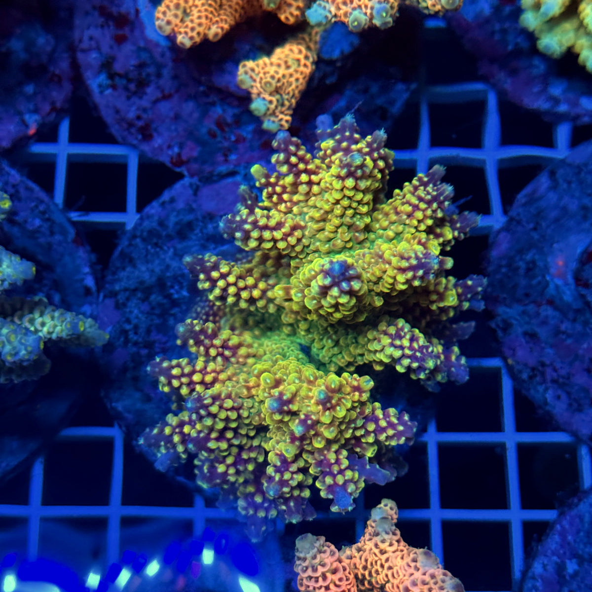 Acro Colony T3D14