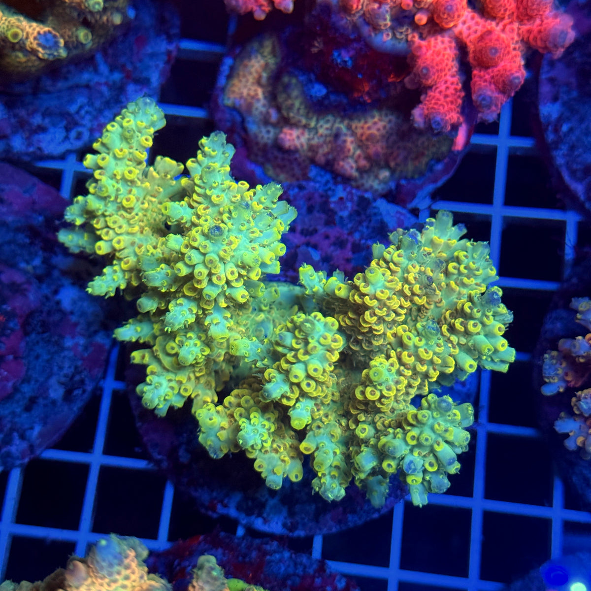 Acro Colony T3D3
