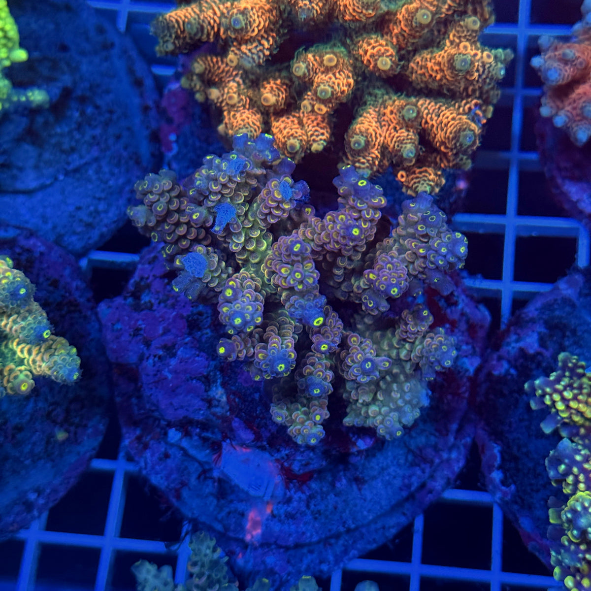 Acro Colony T3D7