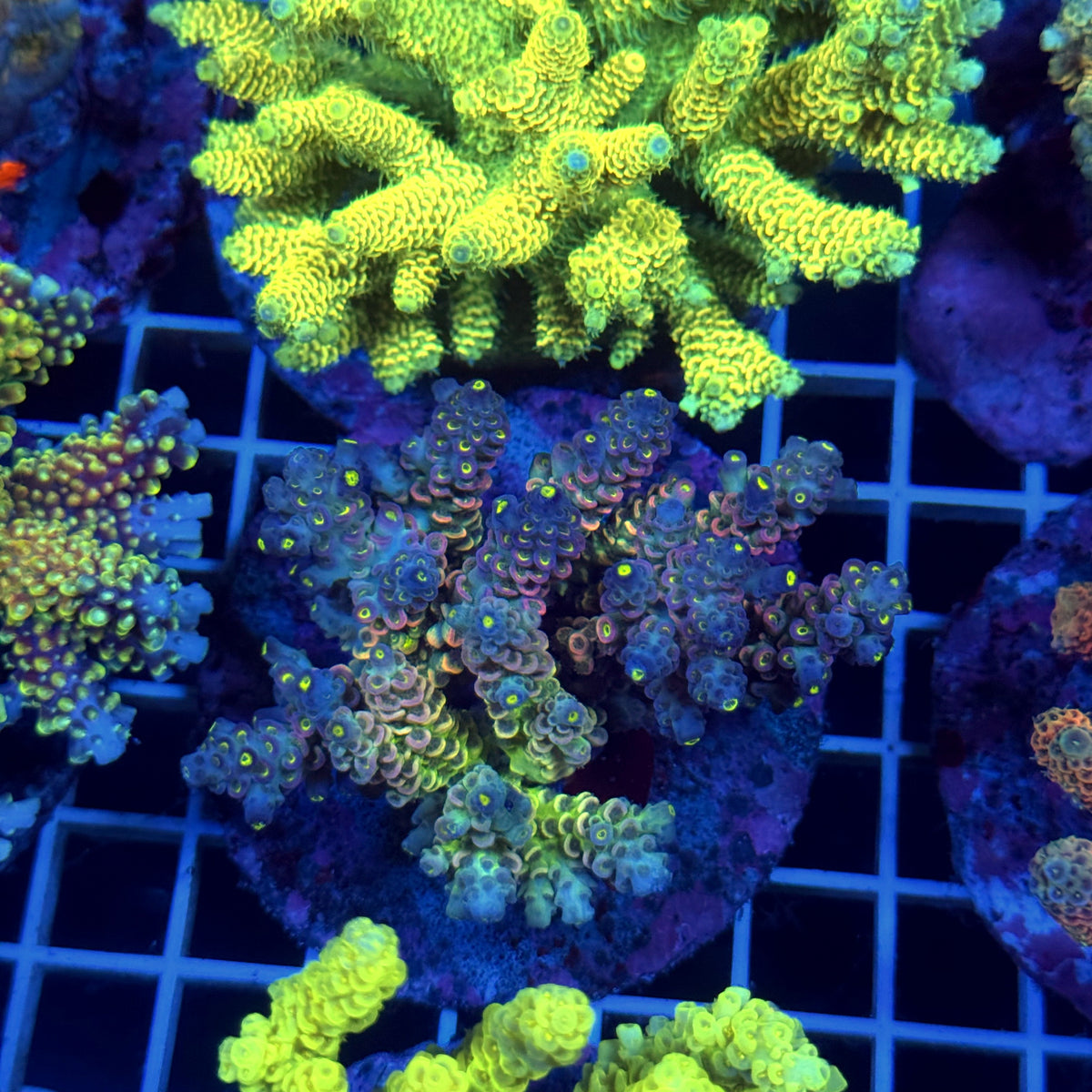 Acro Colony T3D9