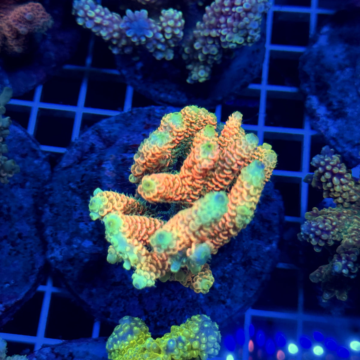 Acro Colony T3E11