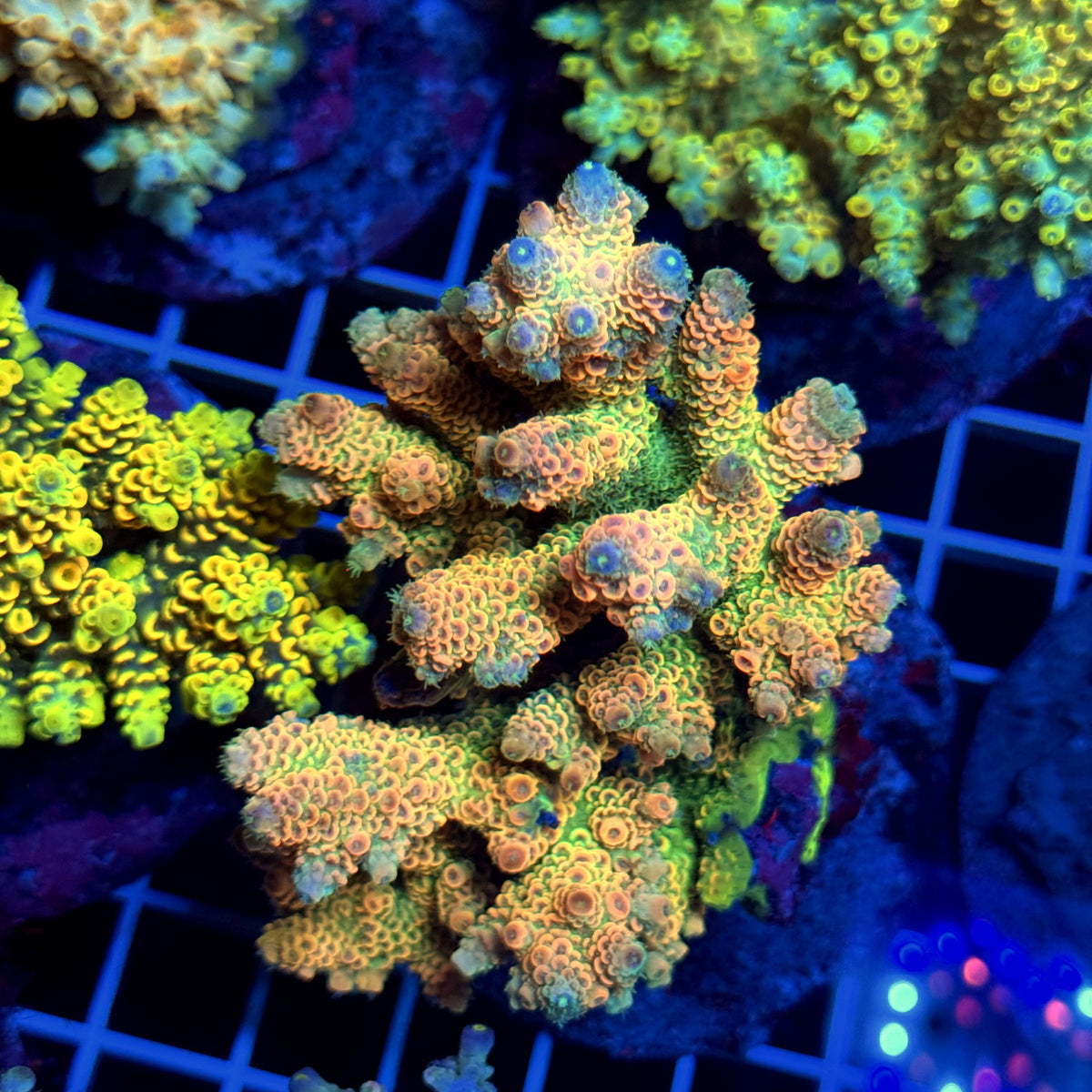 Acro Colony T3E3