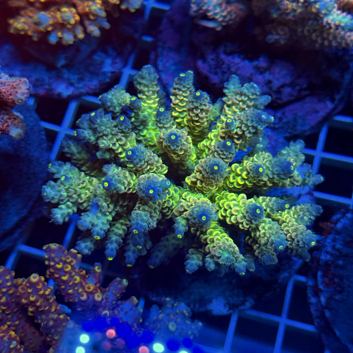 Acro Colony T3E5