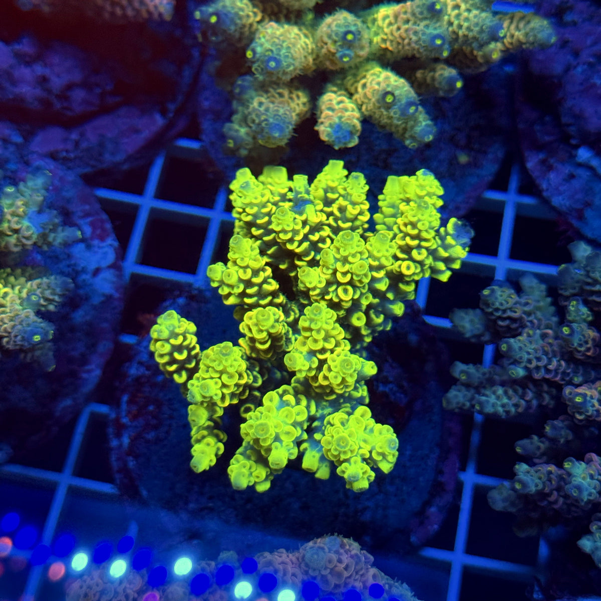 Acro Colony T3E6