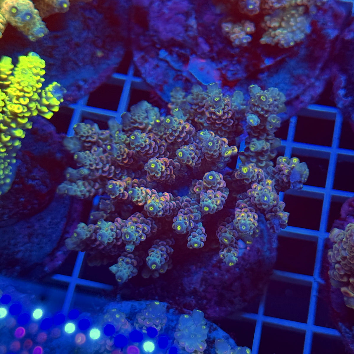 Acro Colony T3E7