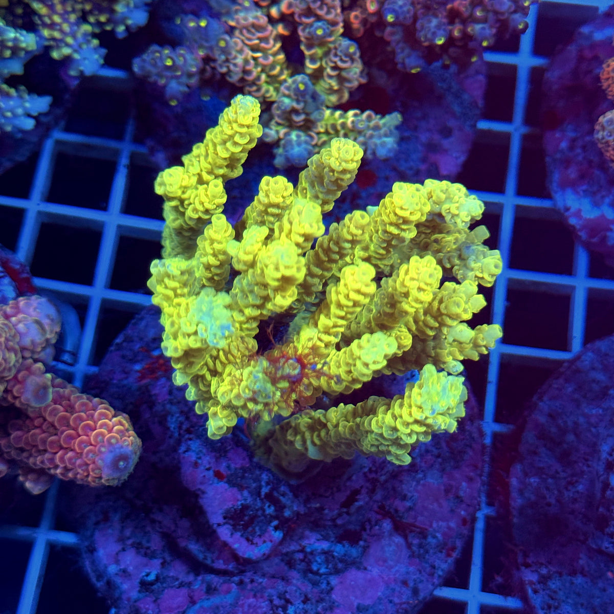 Acro Colony T3E9
