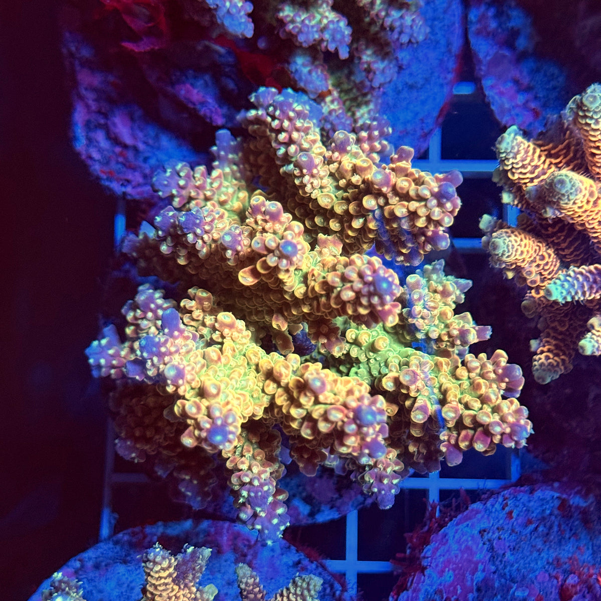 Acro Colony T3F1