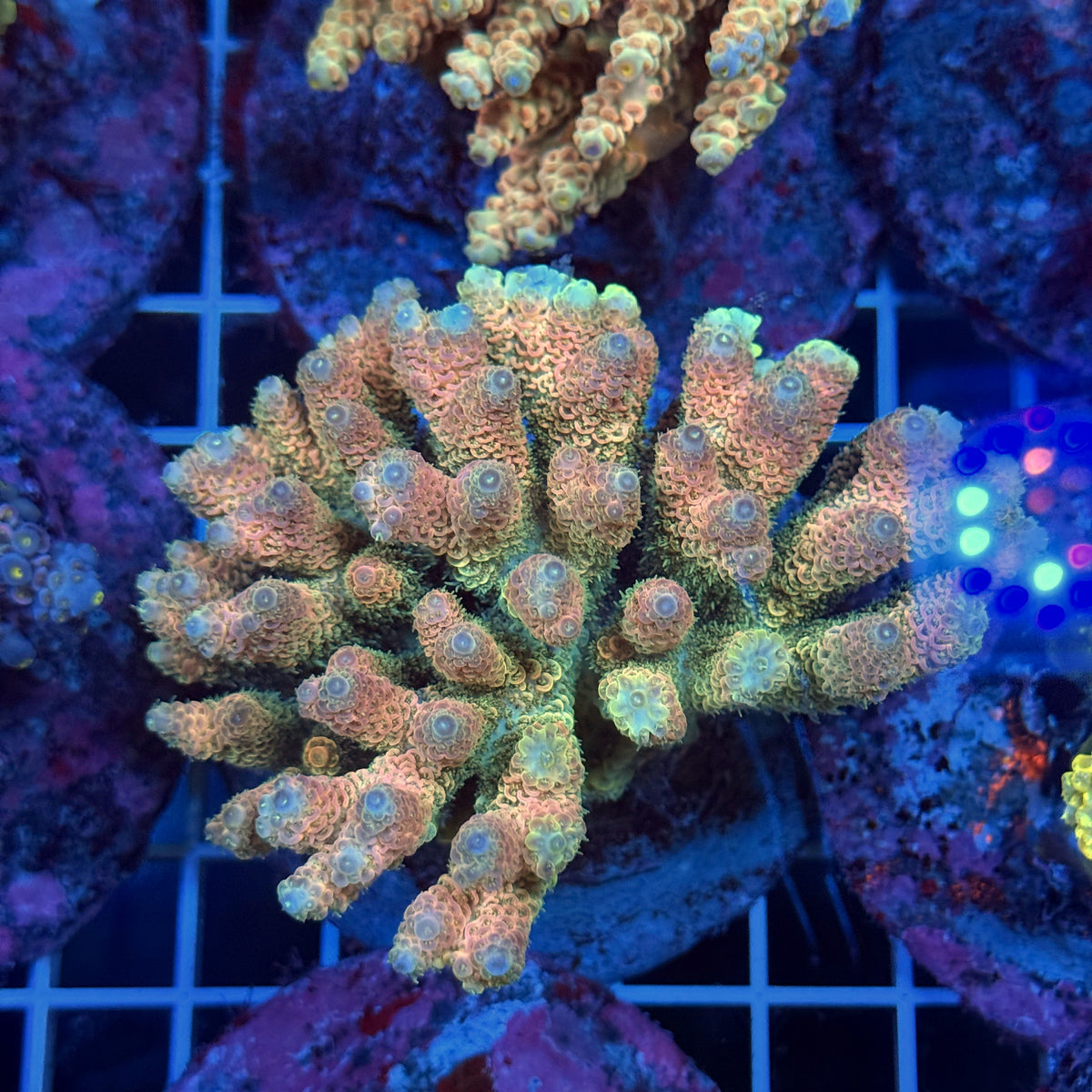 Acro Colony T3F10