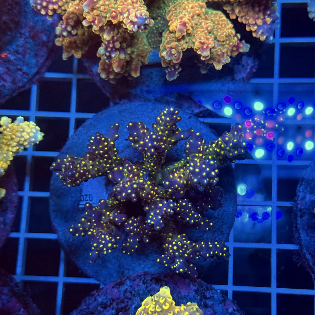 Acro Colony T3F12