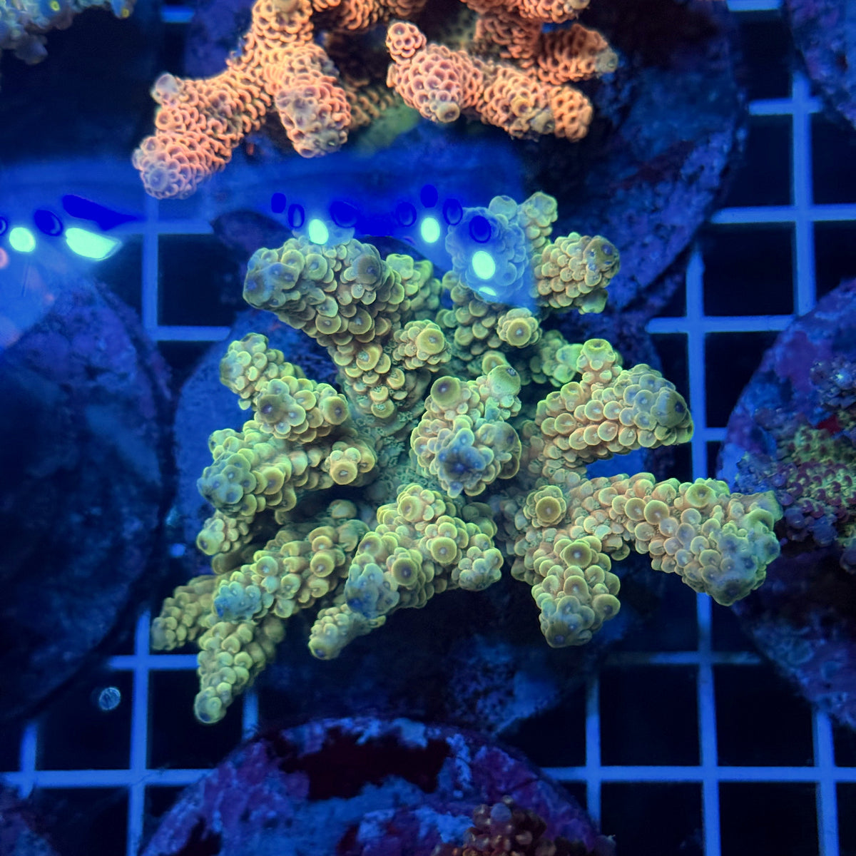 Acro Colony T3F14