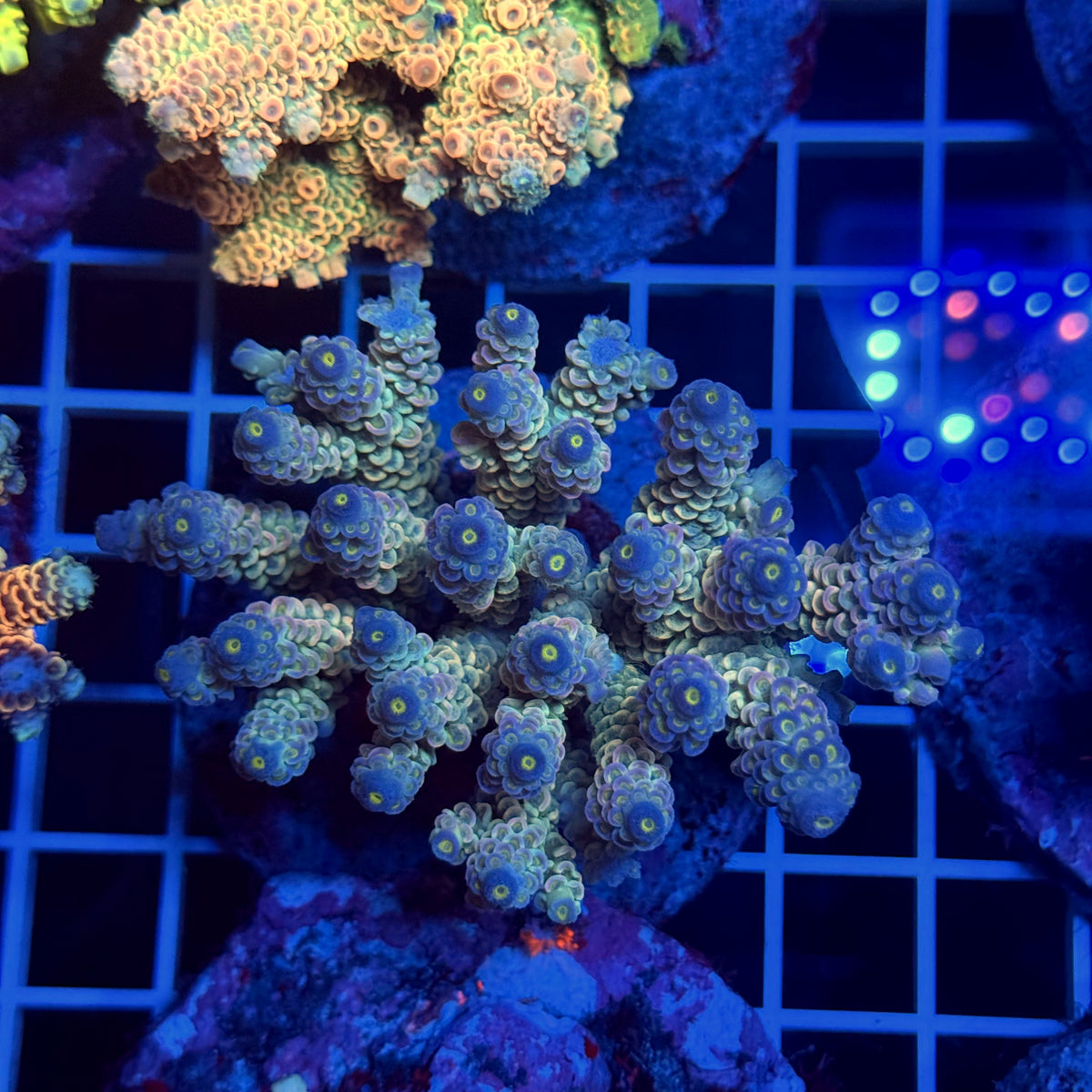 Acro Colony T3F3