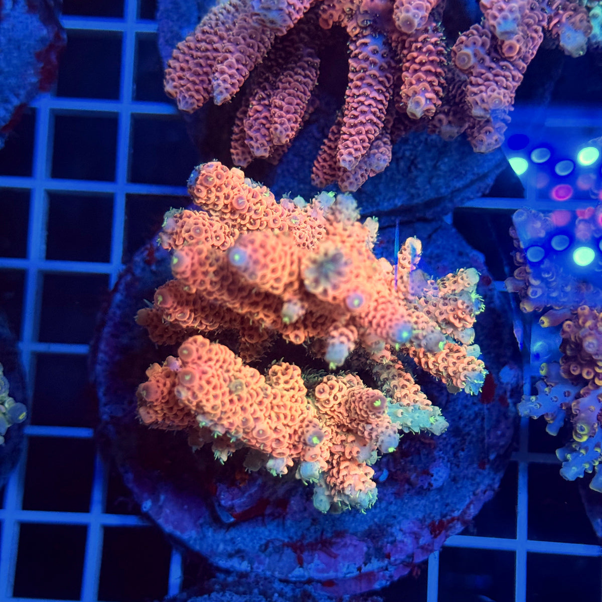 Acro Colony T3F4