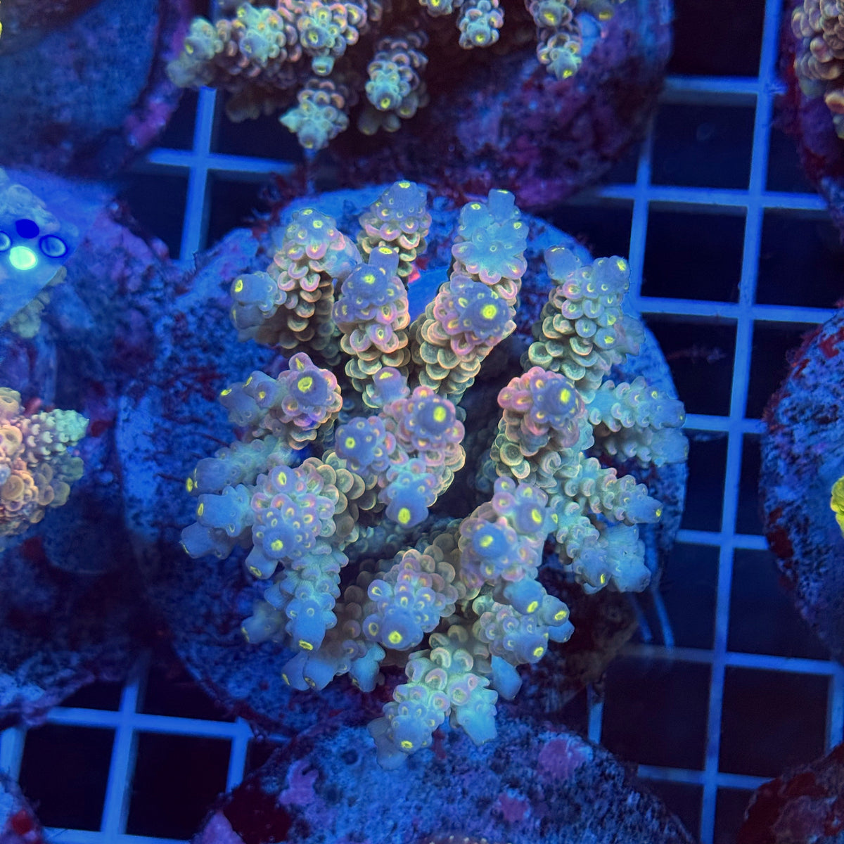 Acro Colony T3F7