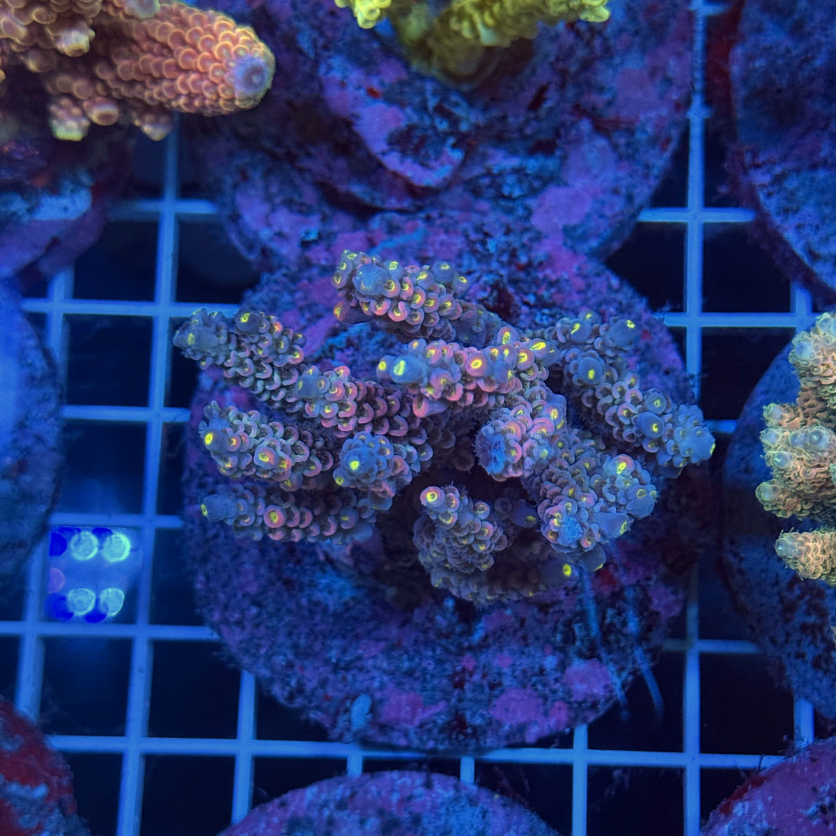 Acro Colony T3F9